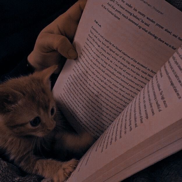 catbookdarkacademia